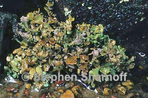 cladonia mateocyatha 6 graphic
