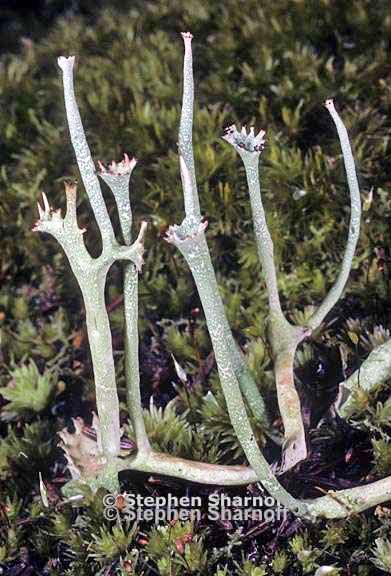 cladonia maxima 10 graphic