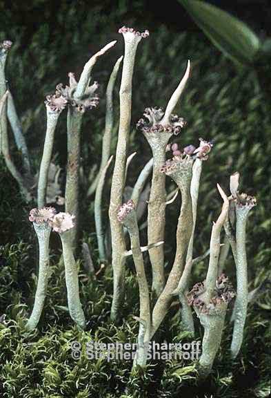 cladonia maxima 12 graphic