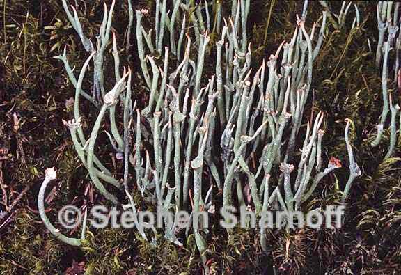 cladonia maxima 7 graphic