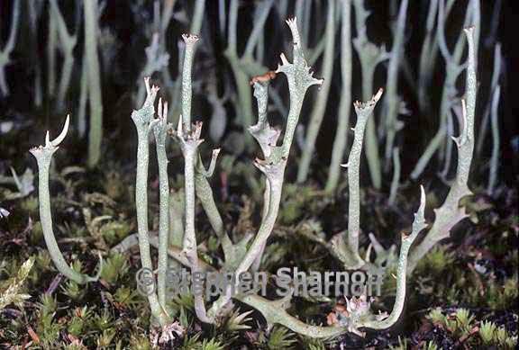 cladonia maxima 9 graphic