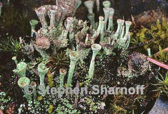 cladonia merochlorophaea 2 graphic