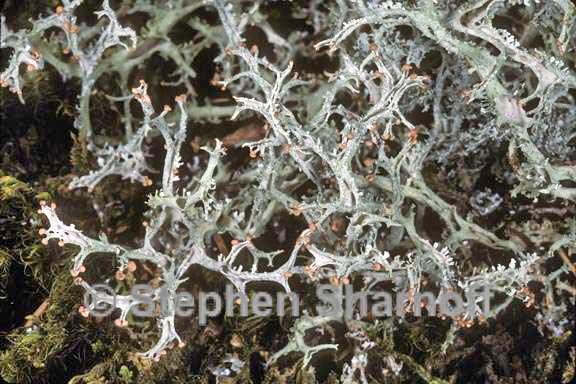 cladonia multiformis 1 graphic