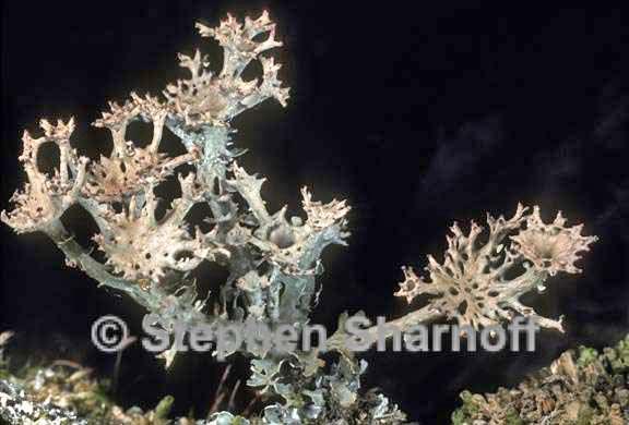 cladonia multiformis 2 graphic