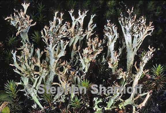 cladonia multiformis 4 graphic