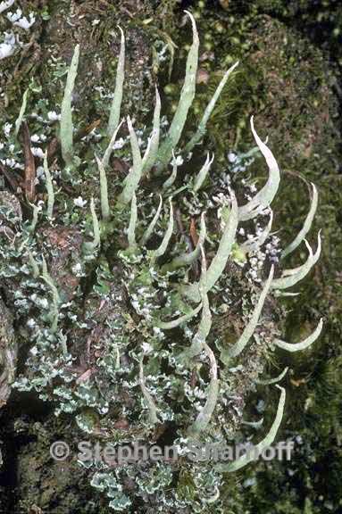 cladonia norvegica 1 graphic