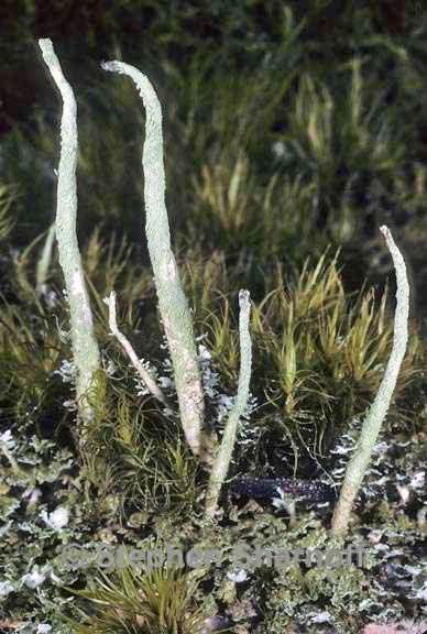 cladonia norvegica 2 graphic