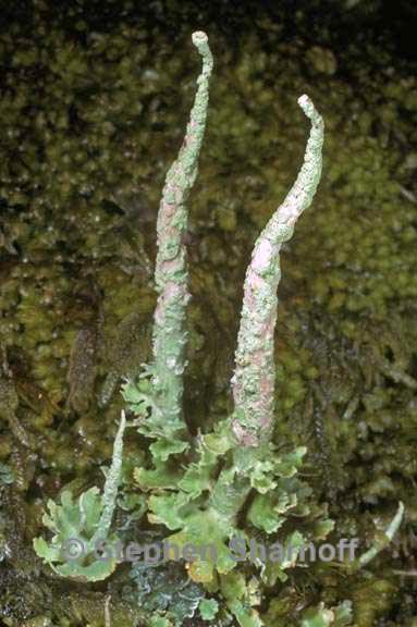 cladonia ochrochlora 1 graphic