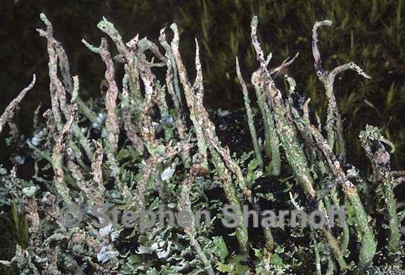 cladonia ochrochlora 10 graphic