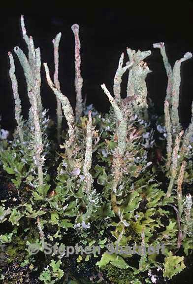 cladonia ochrochlora 11 graphic