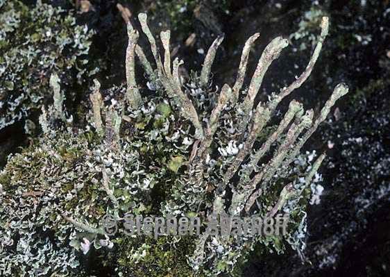 cladonia ochrochlora 12 graphic