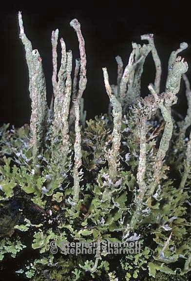 cladonia ochrochlora 14 graphic