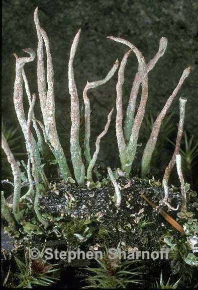 cladonia ochrochlora 3 graphic