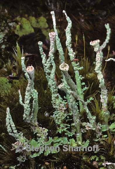 cladonia ochrochlora 5 graphic