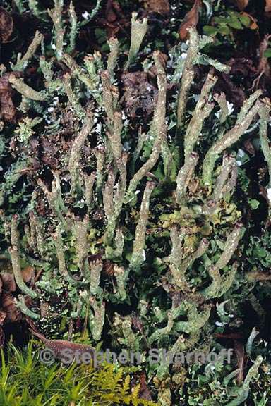 cladonia ochrochlora 6 graphic