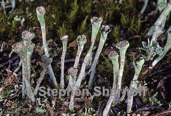 cladonia ochrochlora 7 graphic