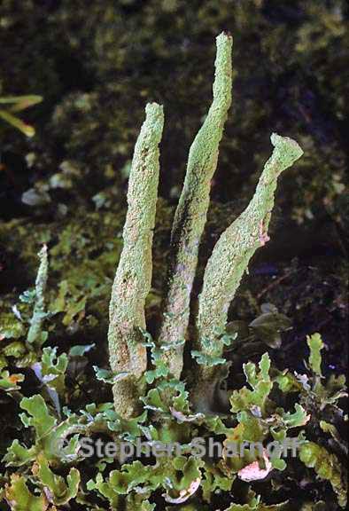 cladonia ochrochlora 8 graphic