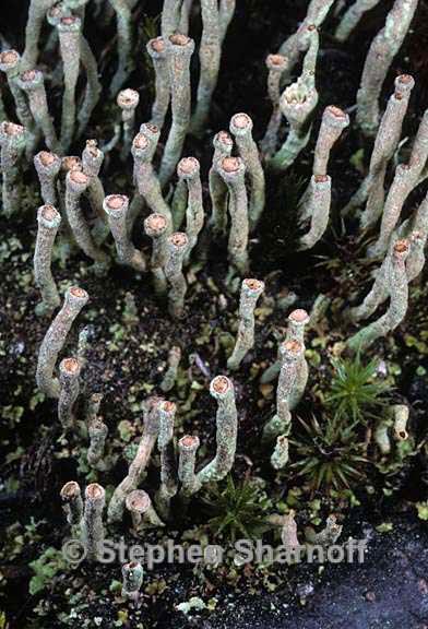 cladonia ochrochlora 9 graphic