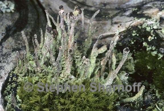 cladonia ochrochlora affin graphic