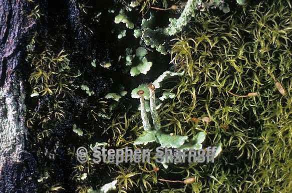 cladonia ochrochlora cfr graphic