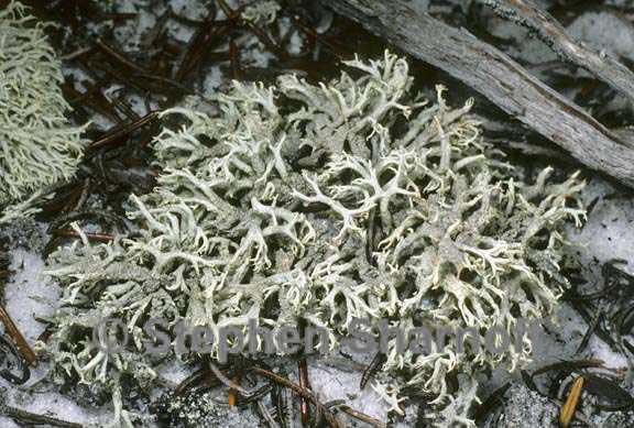 cladonia pachycladodes 2 graphic