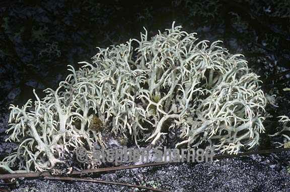 cladonia pachycladodes 4 graphic