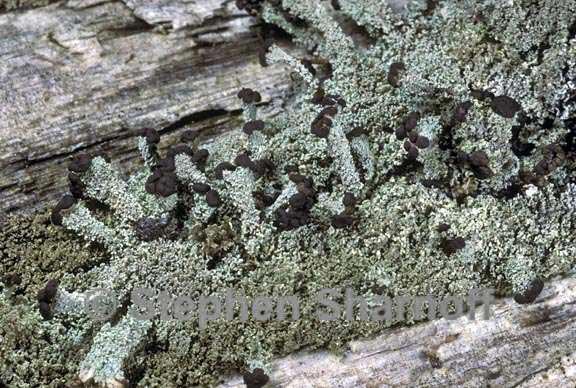 cladonia parasitica graphic