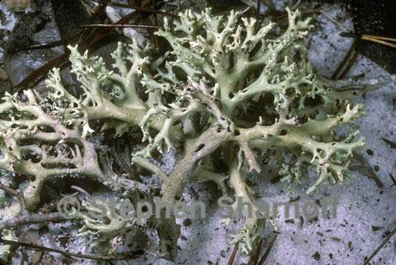 cladonia perforata 1 graphic