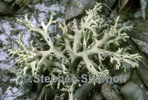 cladonia perforata 2 graphic