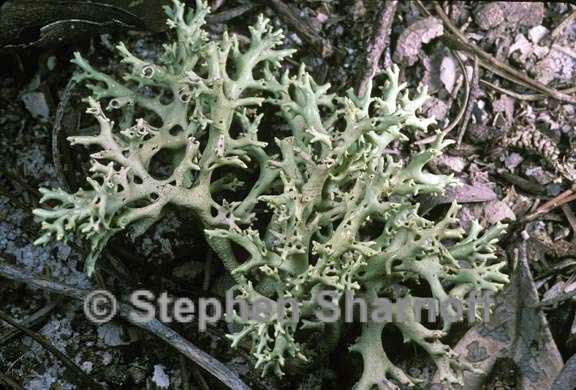 cladonia perforata 3 graphic