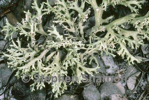 cladonia perforata 4 graphic