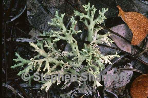 cladonia perforata 5 graphic