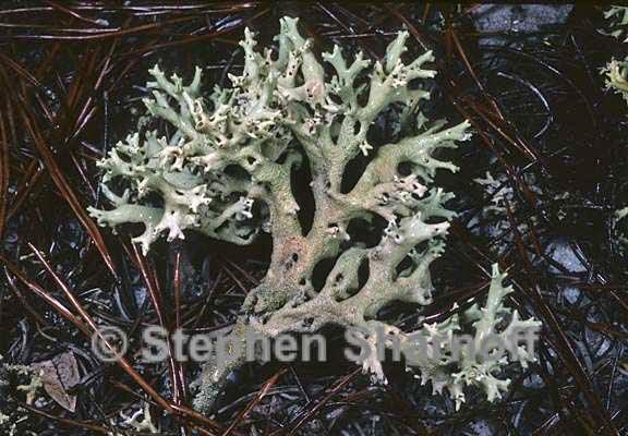 cladonia perforata 6 graphic