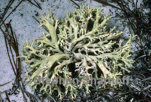 cladonia perforata 7 graphic