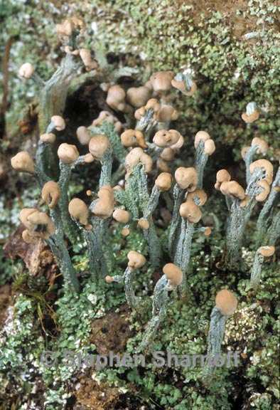 cladonia peziziformis 1 graphic