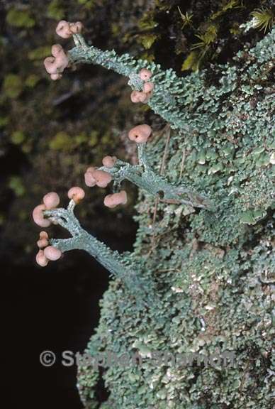 cladonia peziziformis 10 graphic