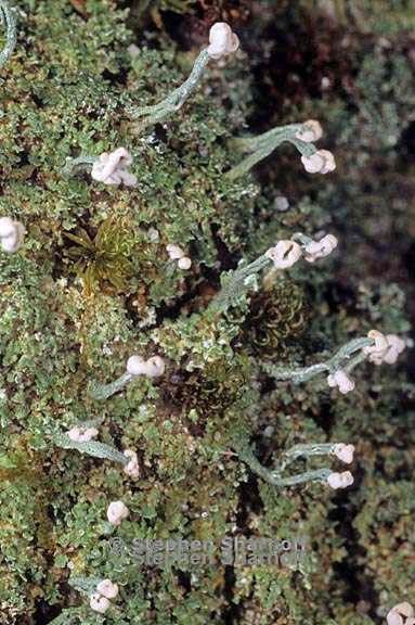 cladonia pezizaformis 11 graphic