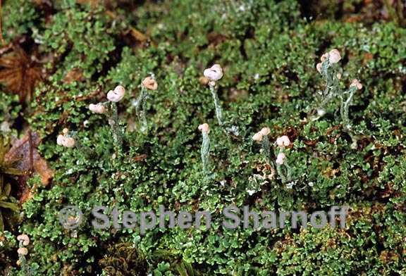 cladonia peziziformis 3 graphic