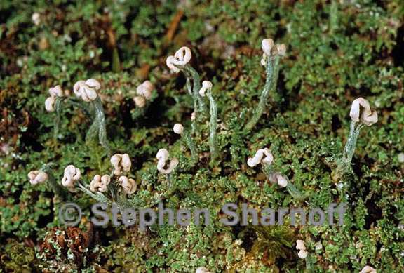 cladonia peziziformis 4 graphic