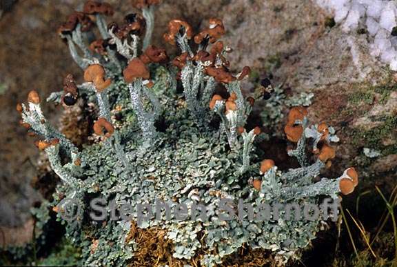 cladonia peziziformis 5 graphic