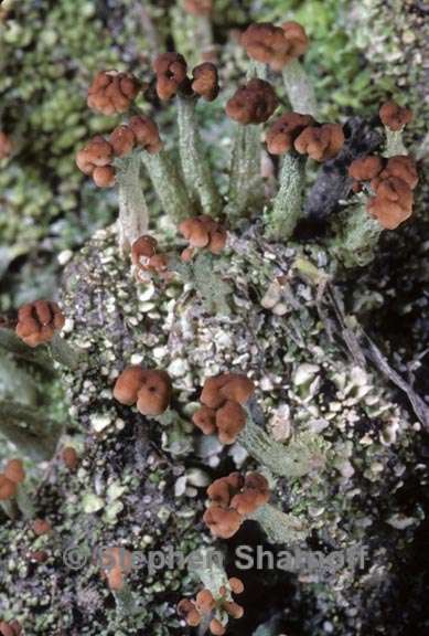 cladonia peziziformis 6 graphic