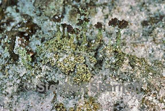 cladonia peziziformis 8 graphic