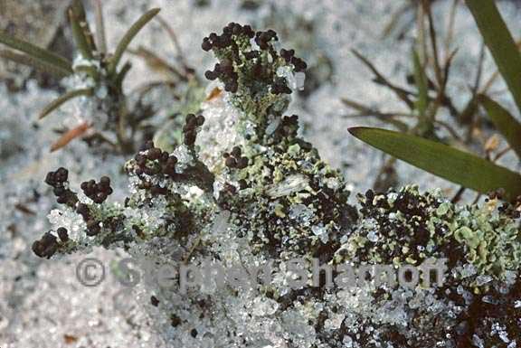 cladonia peziziformis 9 graphic