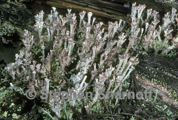 cladonia phyllophora 1 graphic