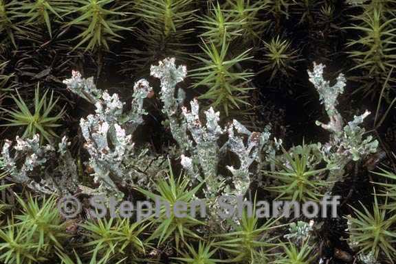 cladonia phyllophora 2 graphic