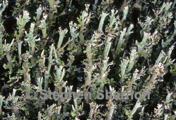 cladonia phyllophora 3 graphic