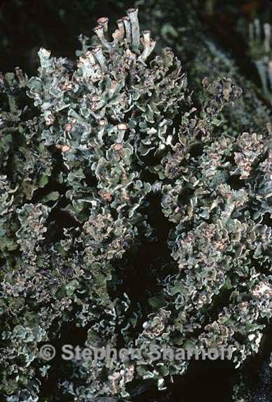 cladonia phyllophora 4 graphic