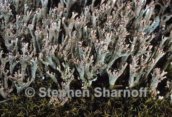 cladonia phyllophora 5 graphic