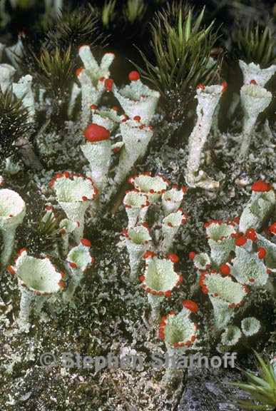 cladonia pleurota 1 graphic