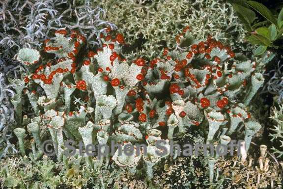 cladonia pleurota 2 graphic